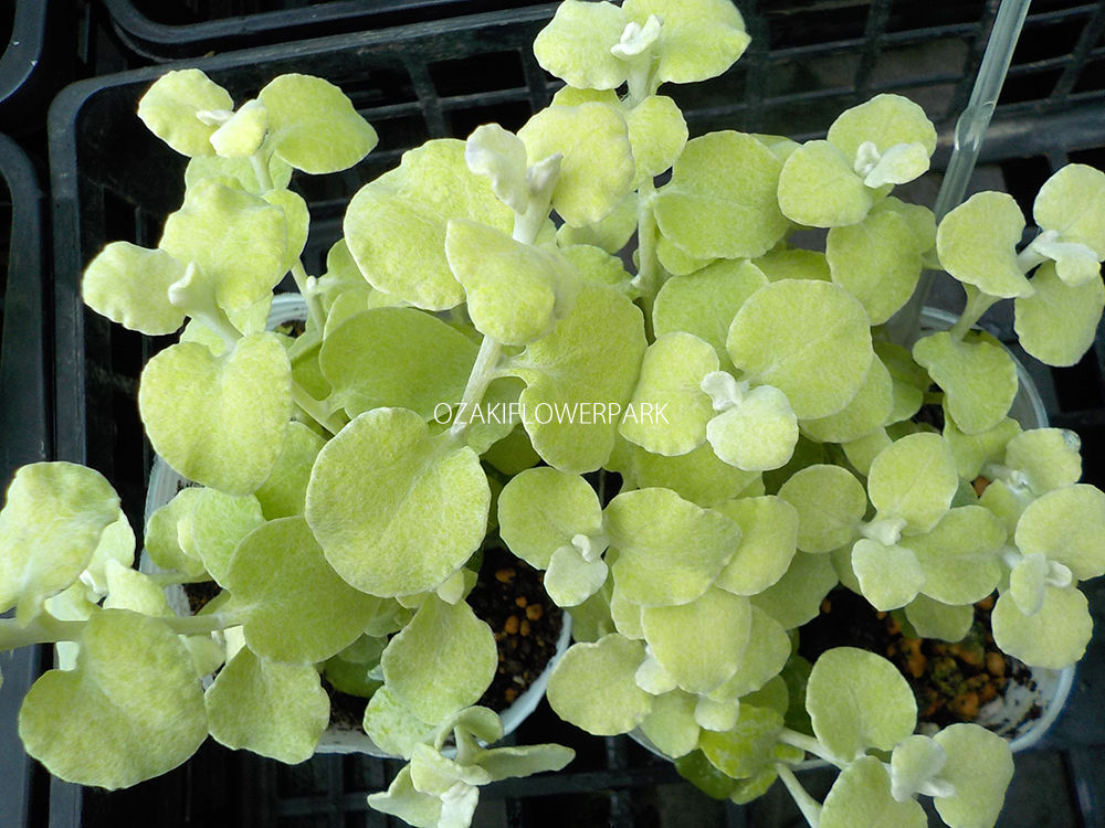 ヘリクリサム オザキフラワーパーク