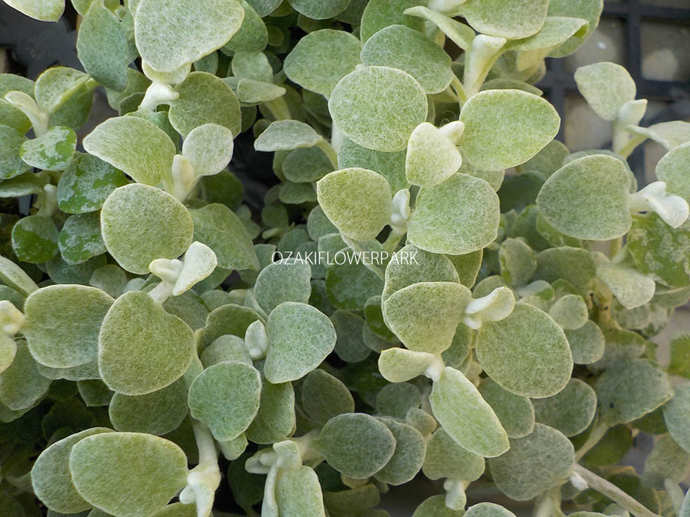 ヘリクリサム オザキフラワーパーク