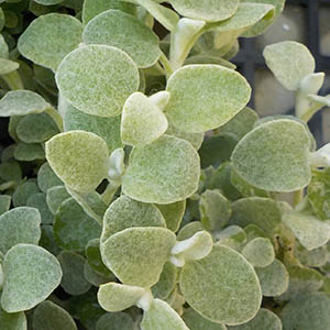 ヘリクリサム オザキフラワーパーク