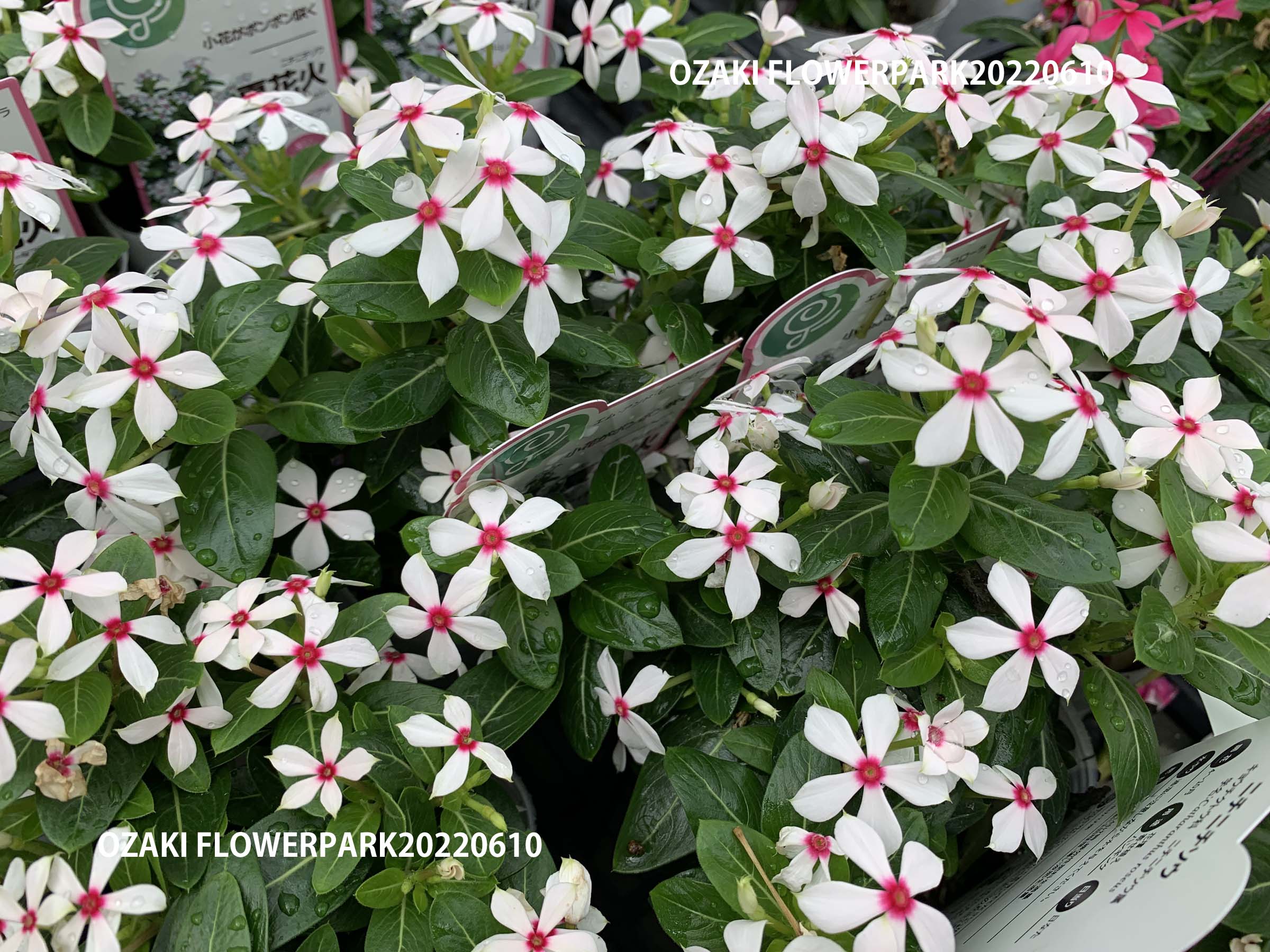 1f 入荷商品ピックアップ オザキフラワーパーク