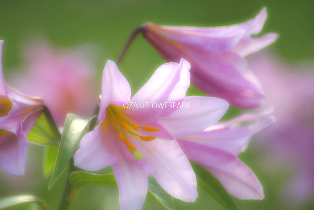 ヒメサユリ 姫小百合 オトメユリ 乙女百合 オザキフラワーパーク