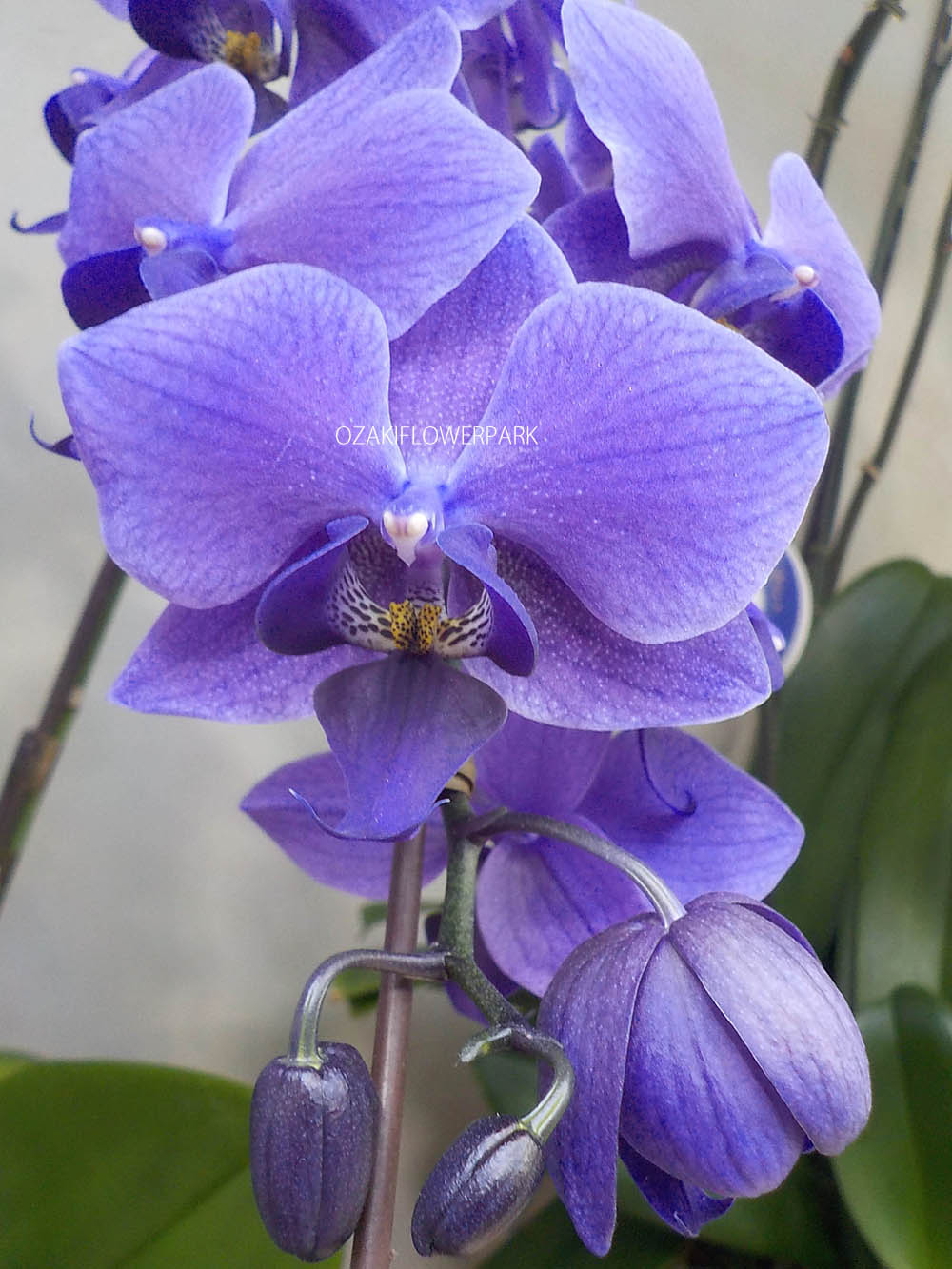 ファレノプシス ブルージーン（Blue Gene®） | オザキフラワーパーク 