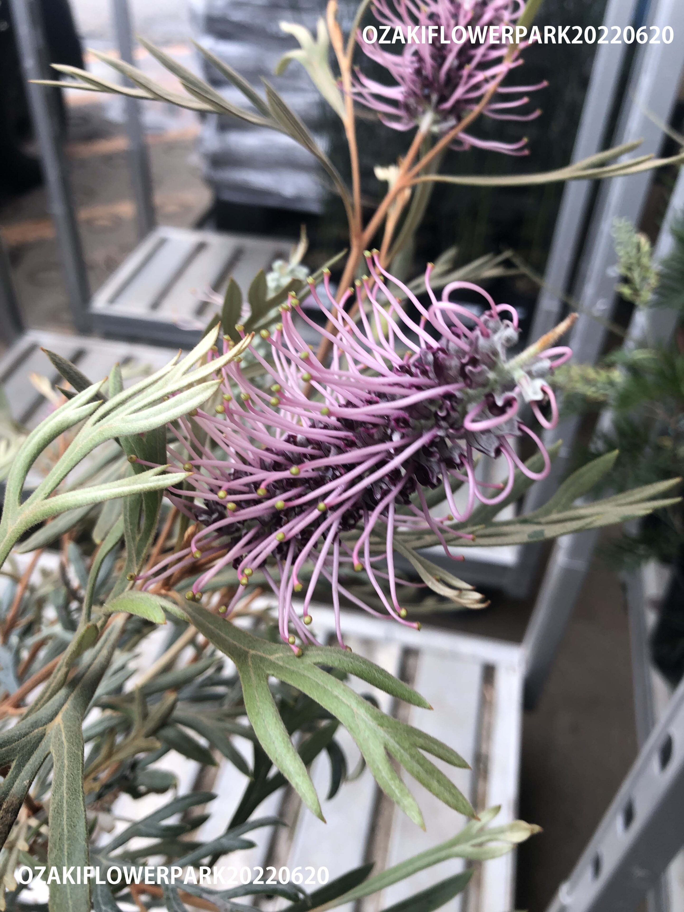 1f ネイティブプランツ入荷しました オザキフラワーパーク