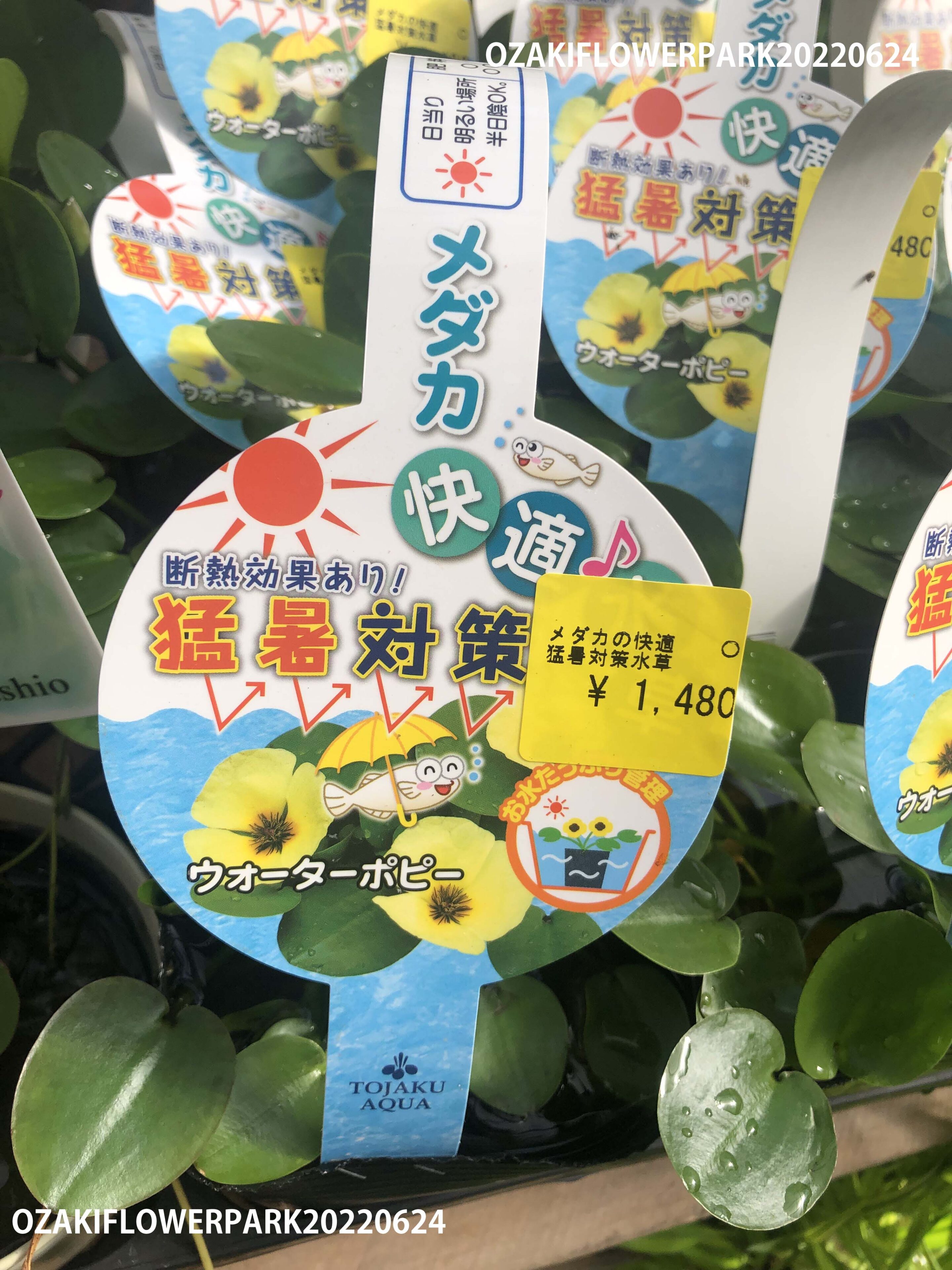 1f 水生植物入荷情報 オザキフラワーパーク