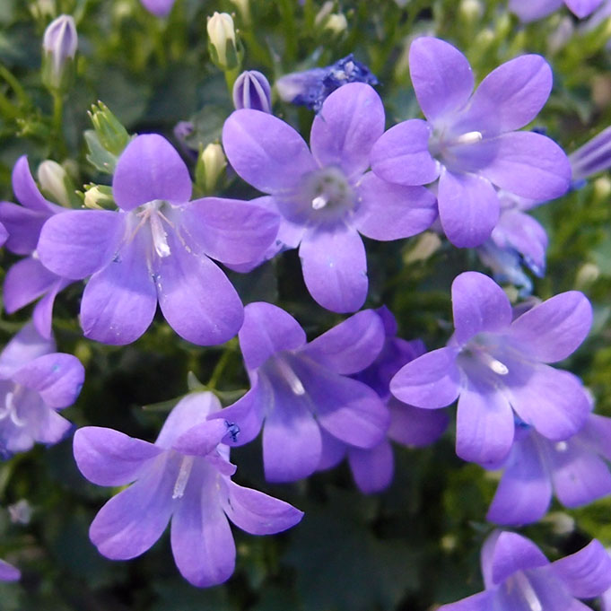 カンパニュラ・ポルテンシュラギアナ（ベルフラワー、オトメギキョウ