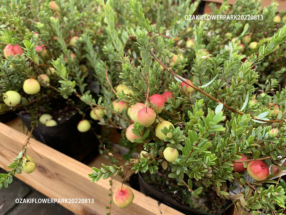 クランベリー ツルコケモモ オザキフラワーパーク