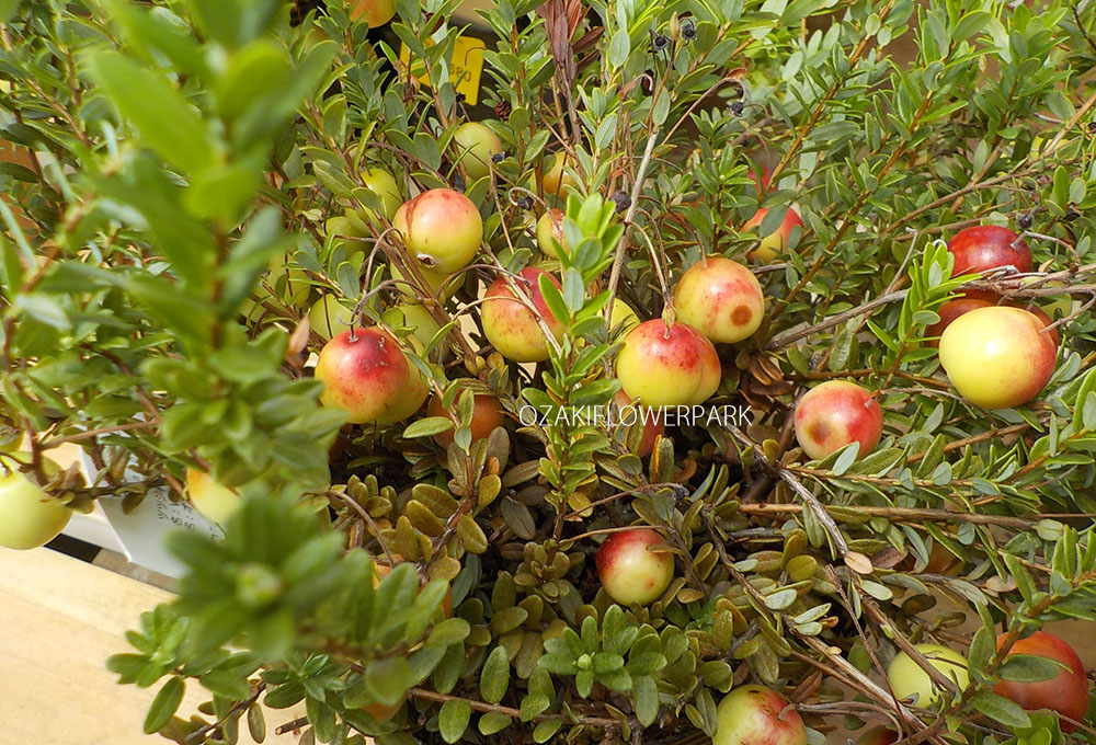 クランベリー ツルコケモモ オザキフラワーパーク