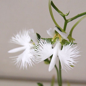 サギソウ 鷺草 オザキフラワーパーク