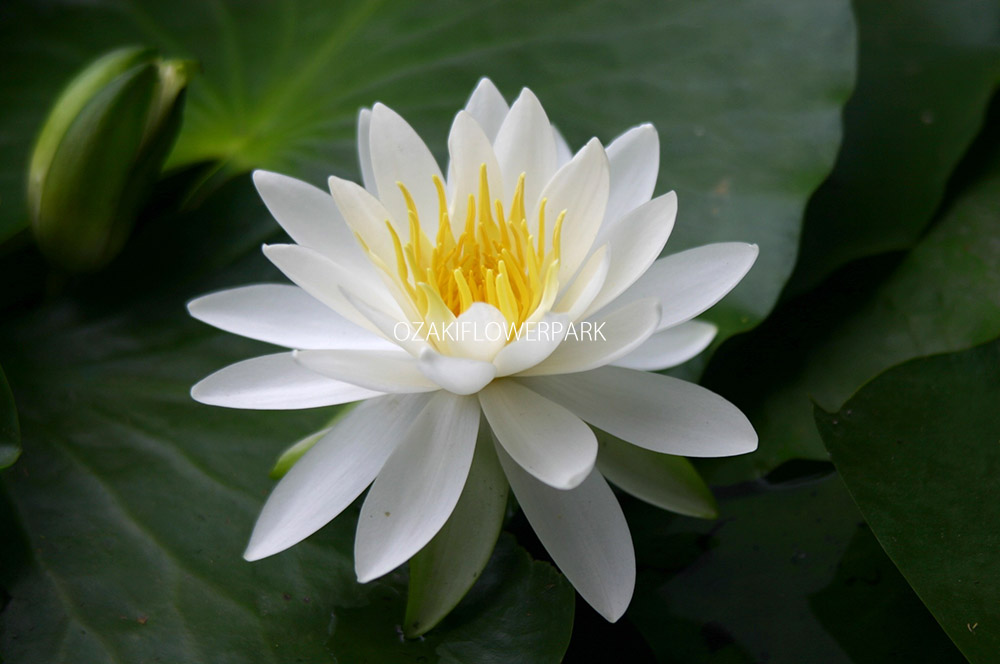 スイレン（睡蓮） | オザキフラワーパーク 