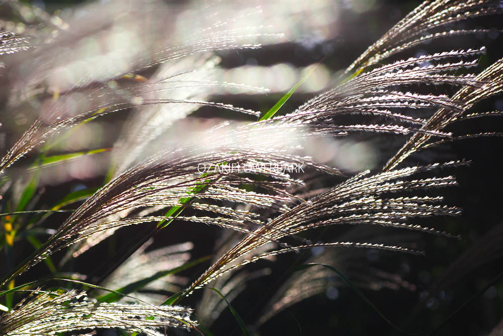 ススキ オザキフラワーパーク