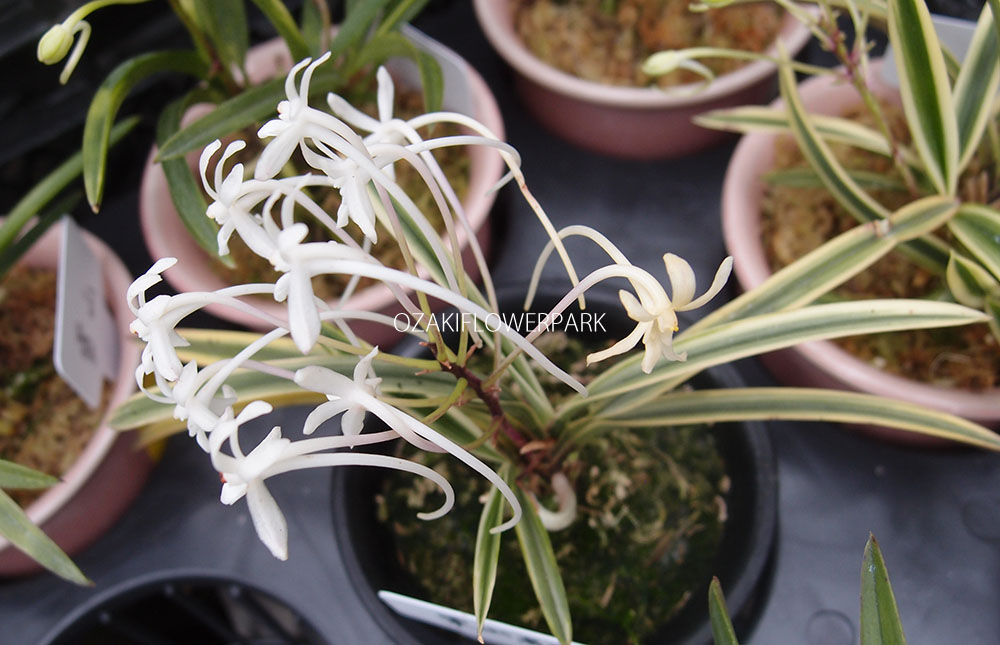 フウラン 風蘭 フウキラン 富貴蘭 オザキフラワーパーク