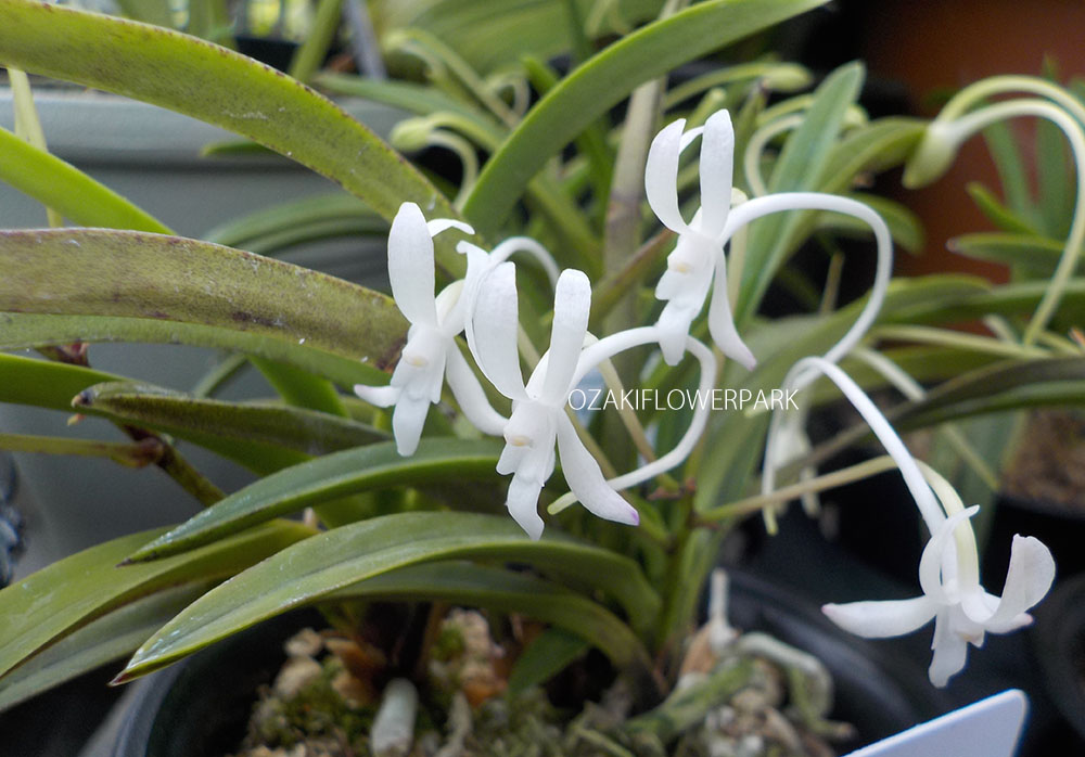 フウラン 風蘭 フウキラン 富貴蘭 オザキフラワーパーク