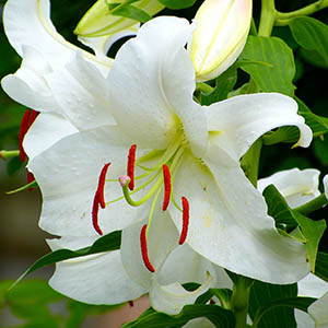 ユリ オリエンタル ハイブリッド オザキフラワーパーク