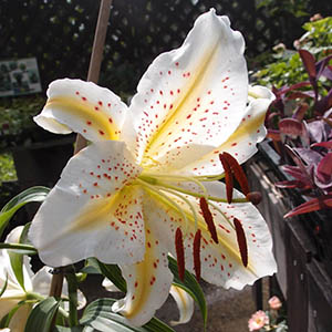 ヤマユリ 山百合 オザキフラワーパーク