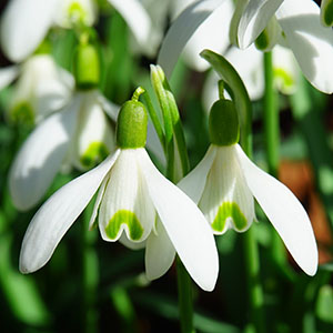 スノードロップ（ガランサス） | オザキフラワーパーク