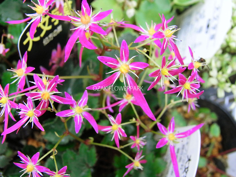 完売 縁起植物＊お花が「大」の形でとても可憐【大文字草 