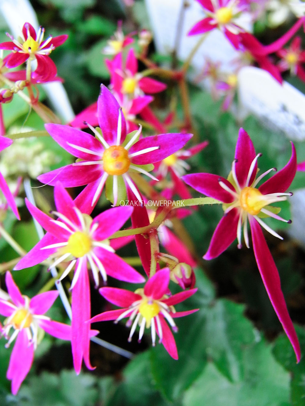 ダイモンジソウ 大文字草 オザキフラワーパーク