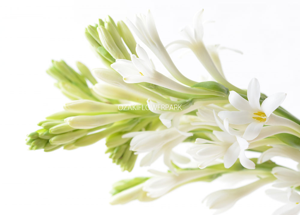 チュ ベローズ オザキフラワーパーク