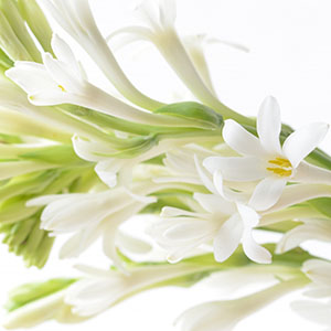 チュ ベローズ オザキフラワーパーク