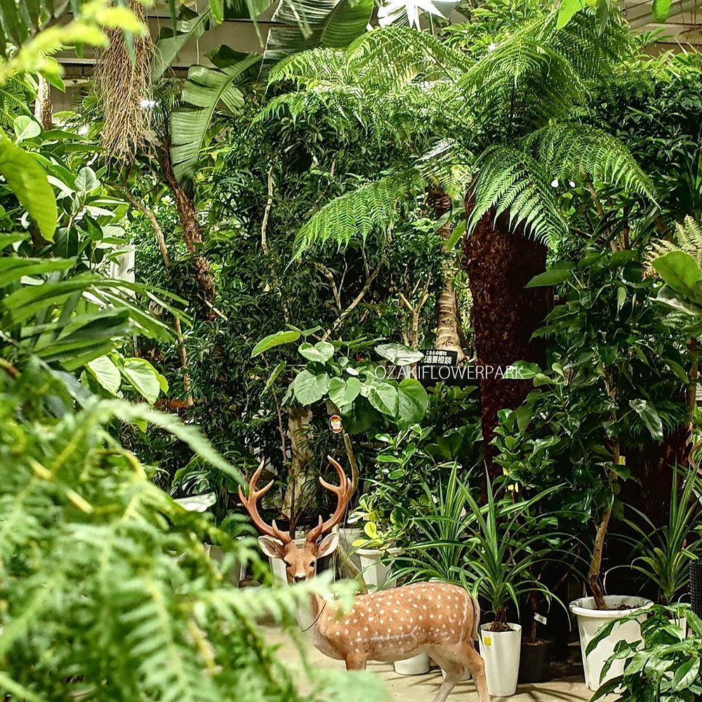 観葉植物 オザキフラワーパーク