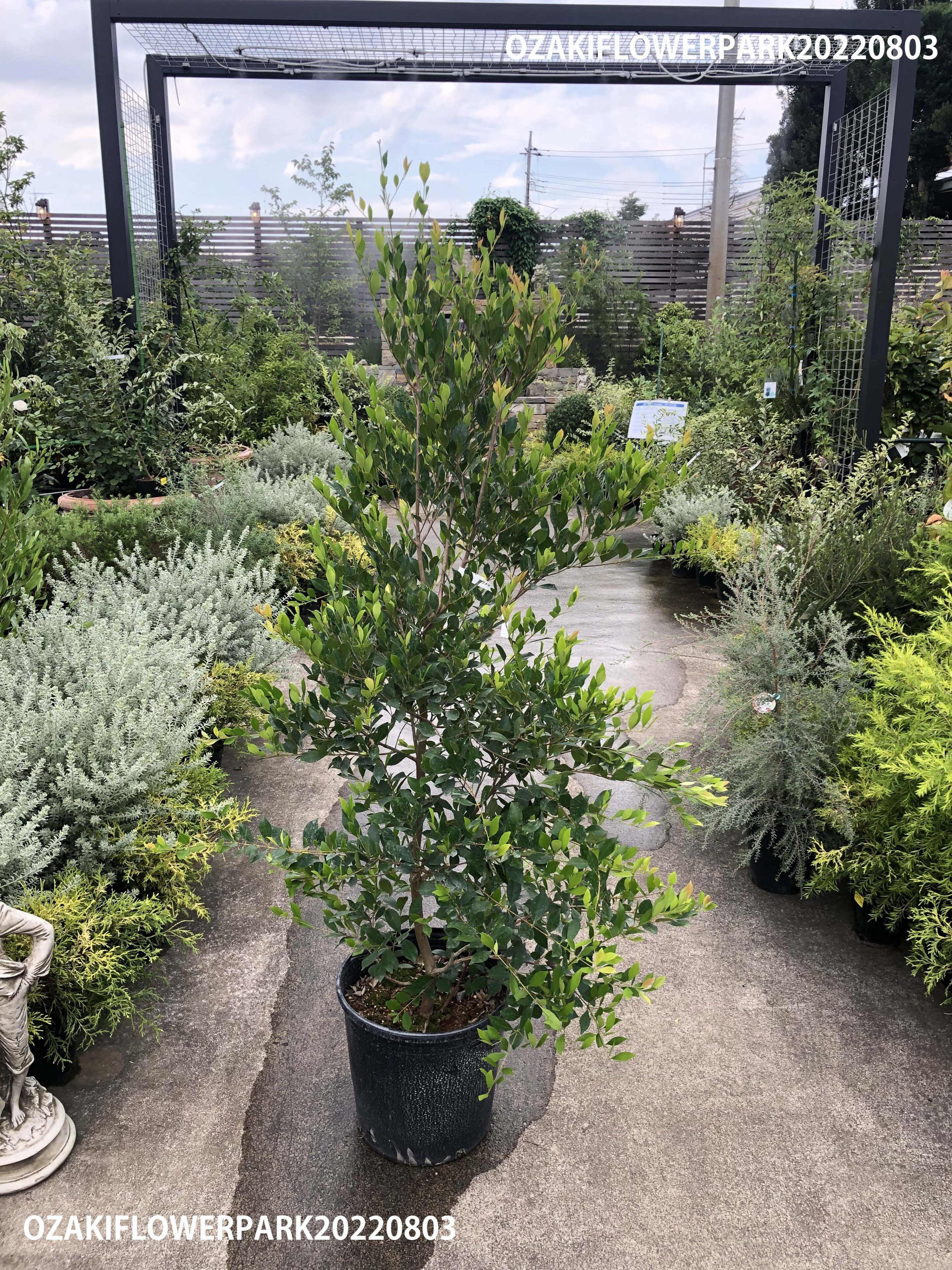 1f 植木入荷のご案内 オザキフラワーパーク 1f 植木入荷のご案内 オザキフラワーパーク