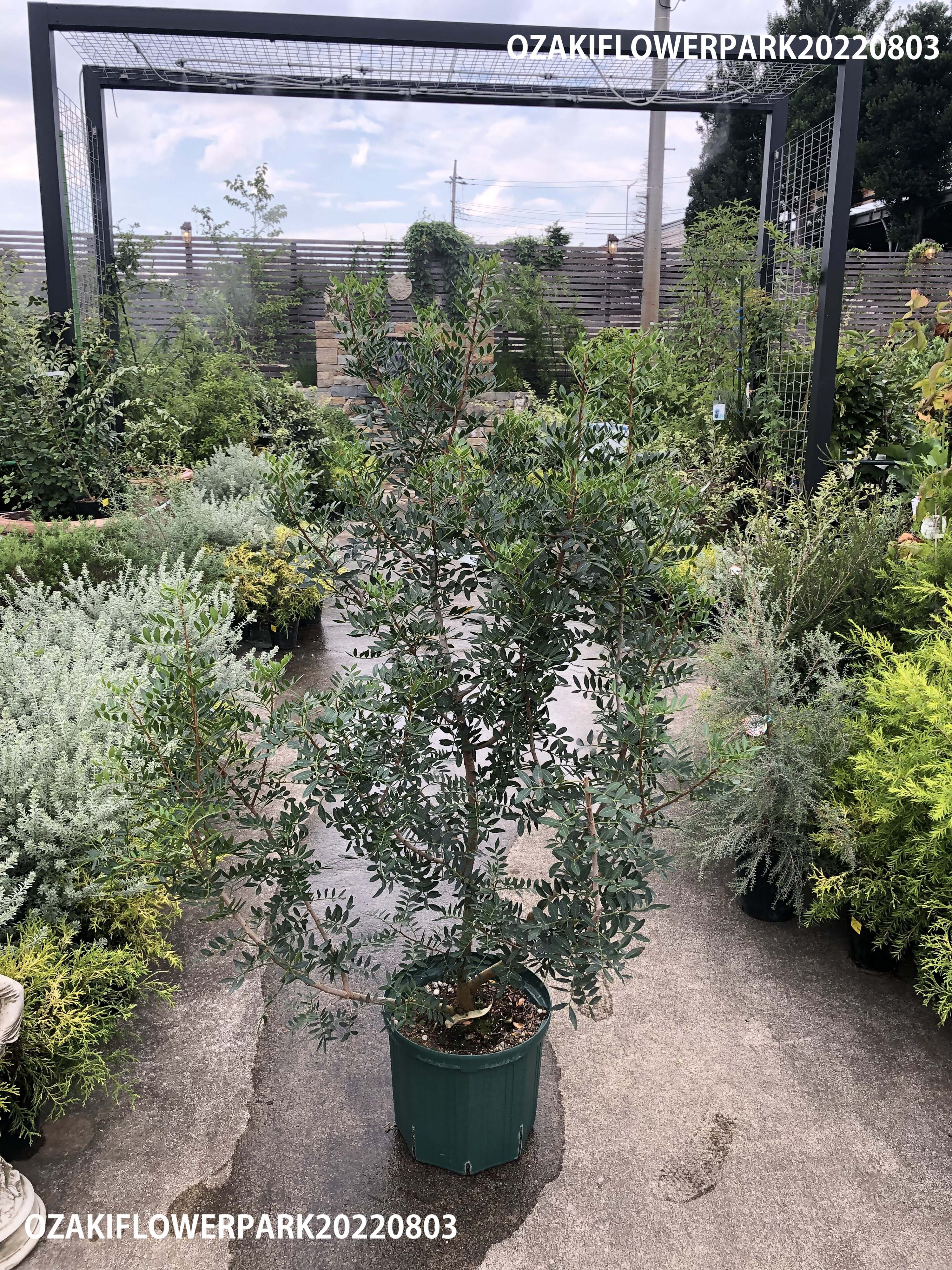 1F|植木入荷のご案内 | オザキフラワーパーク | オザキフラワーパーク