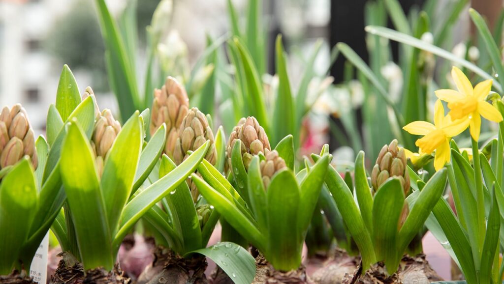 店舗案内 | オザキフラワーパーク | オザキフラワーパーク