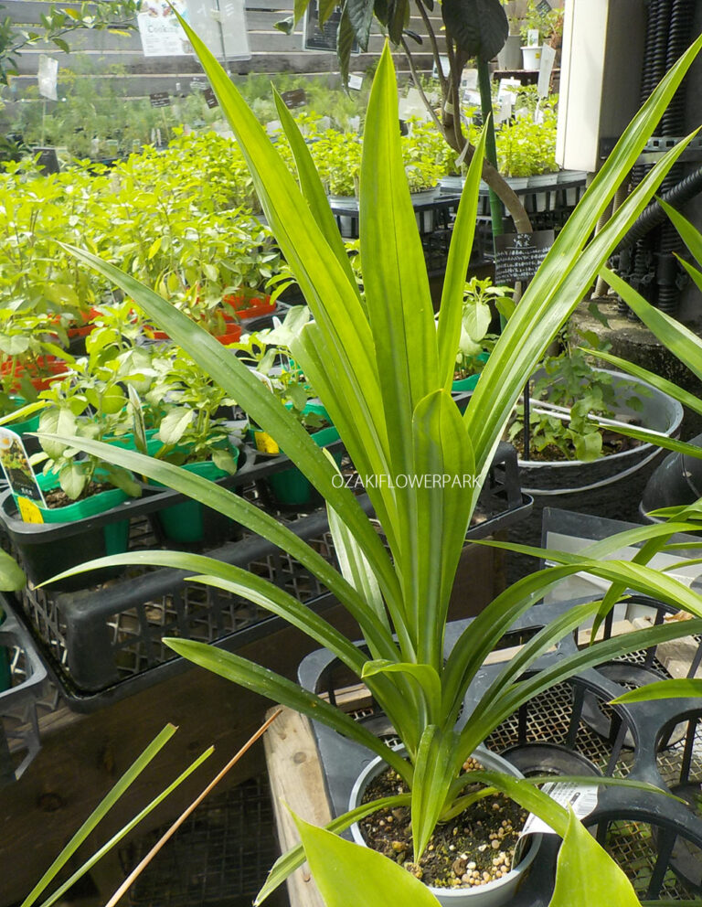 ニオイタコノキ（パンダンリーフ、バイトーイ） オザキフラワーパーク