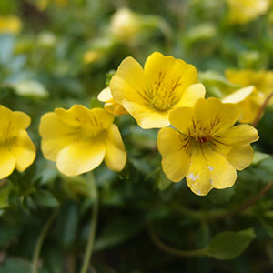 メカルドニア | オザキフラワーパーク | オザキフラワーパーク