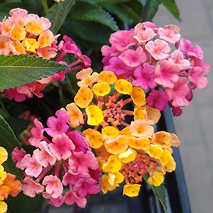 ディオール☆スライド トンボ ミツバチ 植物 花 ロゴ ぺったんこ ランタナ（クマツヅラ科の常緑小低木 和名シチヘンゲ）ピンク色