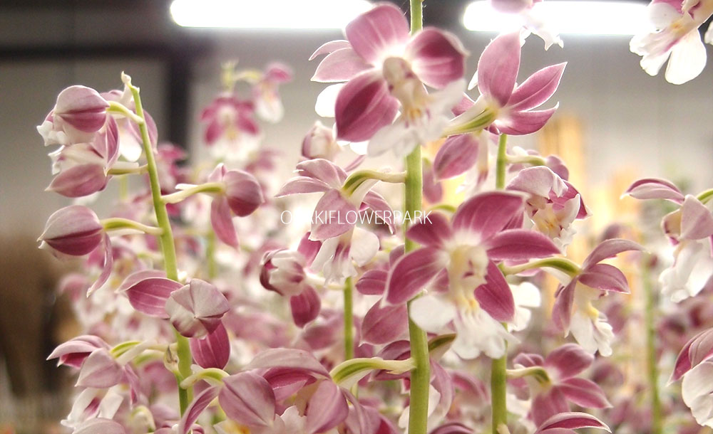 エビネ 海老根 オザキフラワーパーク エビネ 海老根 オザキフラワーパーク