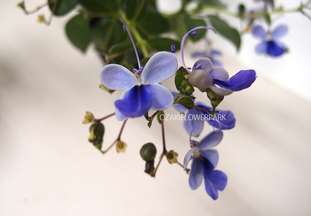 クレロデンドルム ブルーエルフィン オザキフラワーパーク