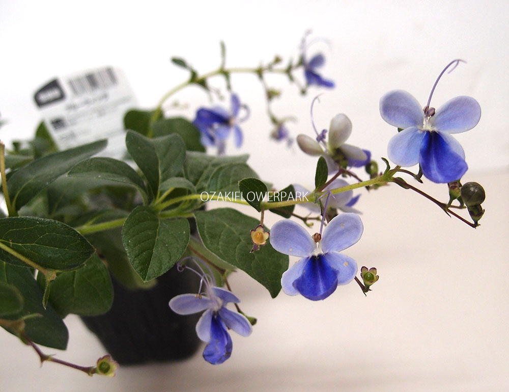 クレロデンドルム ブルーエルフィン オザキフラワーパーク