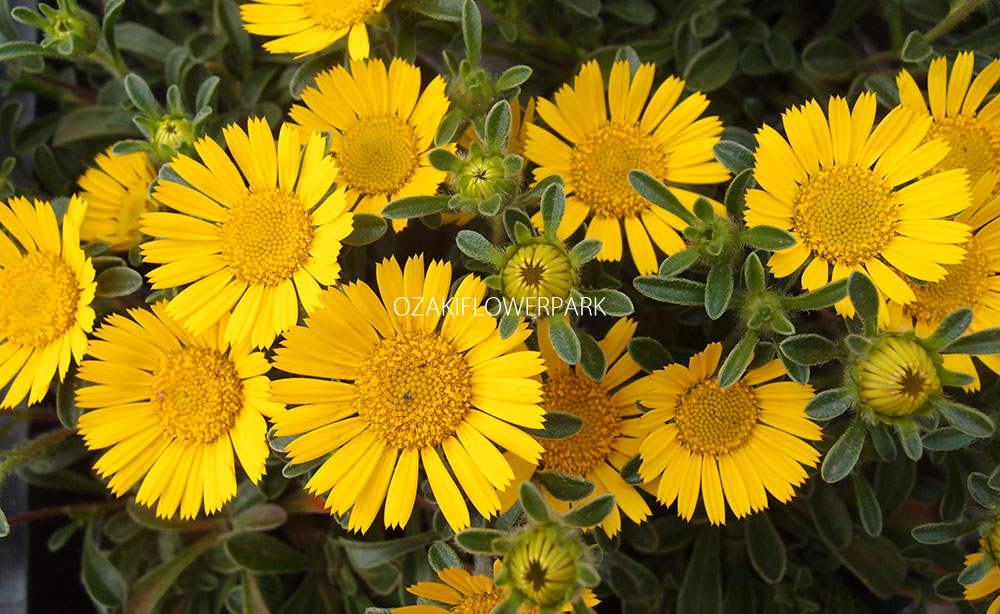 ゴールドコイン アステリスカス オザキフラワーパーク