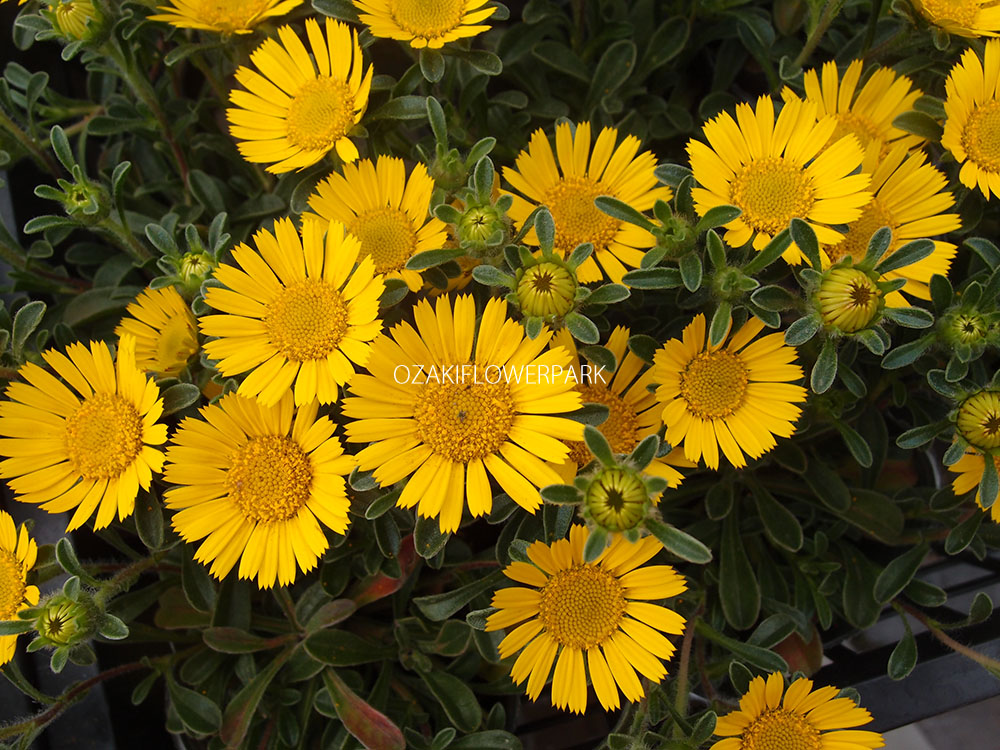 ゴールドコイン アステリスカス オザキフラワーパーク