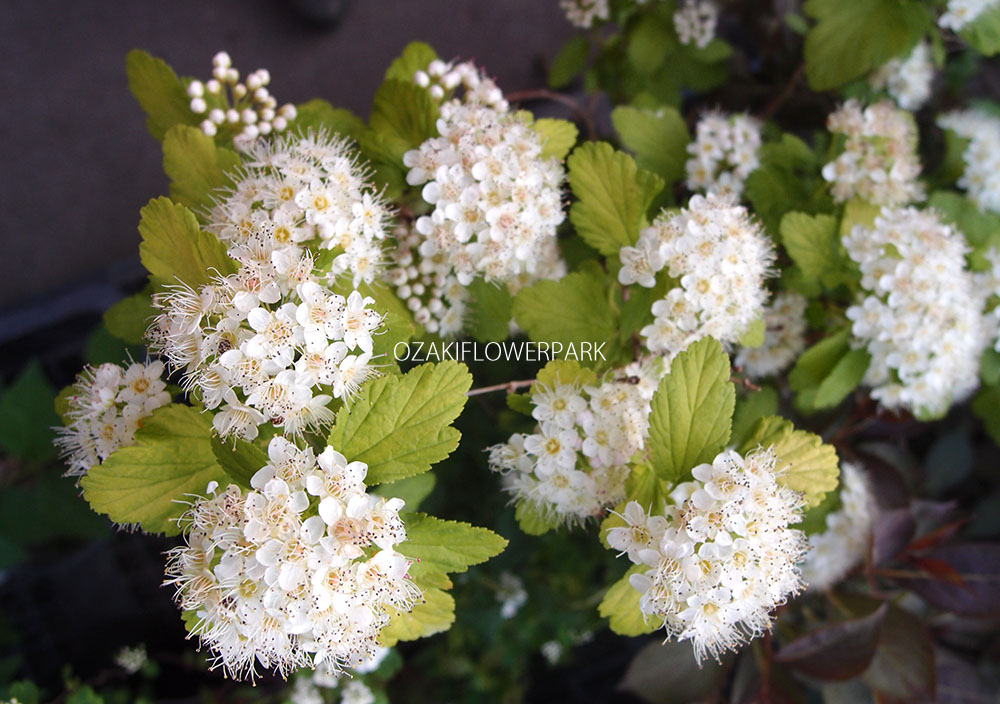 テマリシモツケ 手毬下野 アメリカテマリシモツケ オザキフラワーパーク