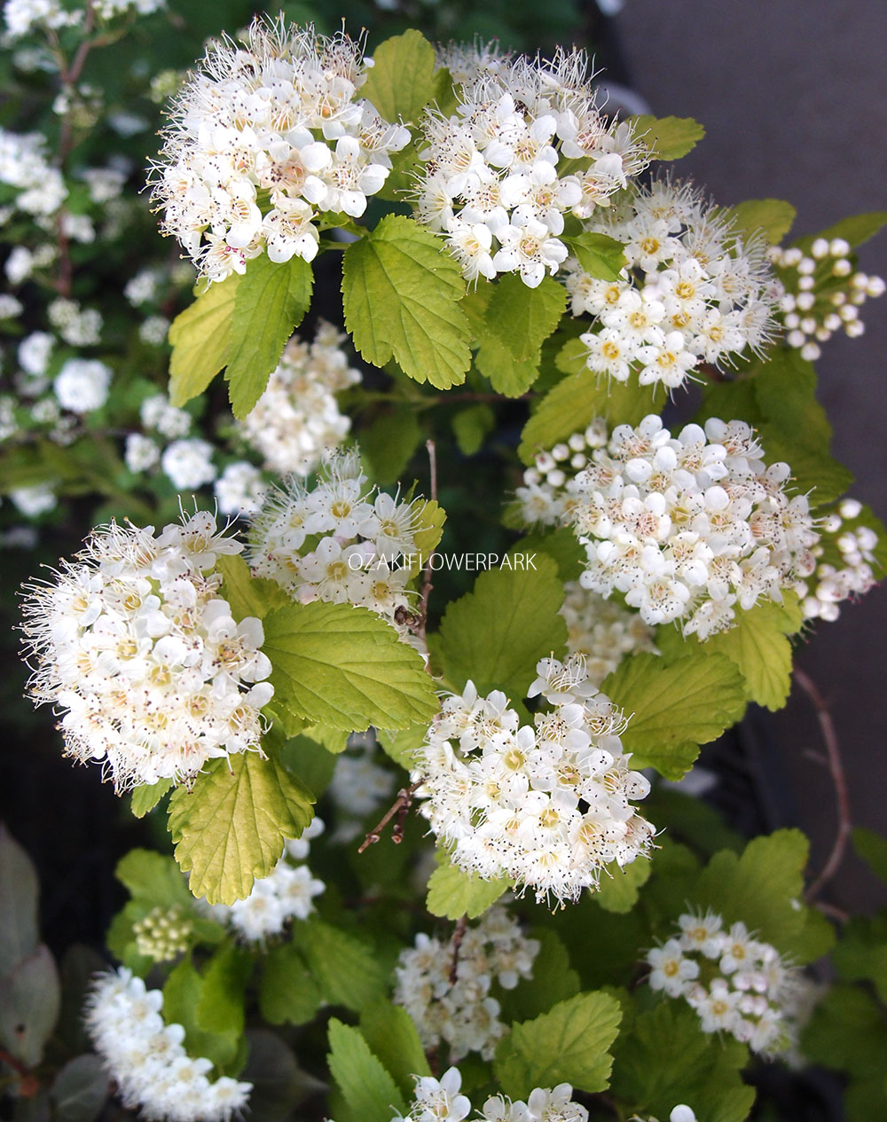テマリシモツケ 手毬下野 アメリカテマリシモツケ オザキフラワーパーク