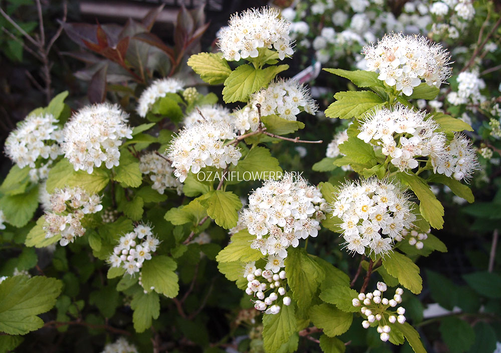 テマリシモツケ 手毬下野 アメリカテマリシモツケ オザキフラワーパーク