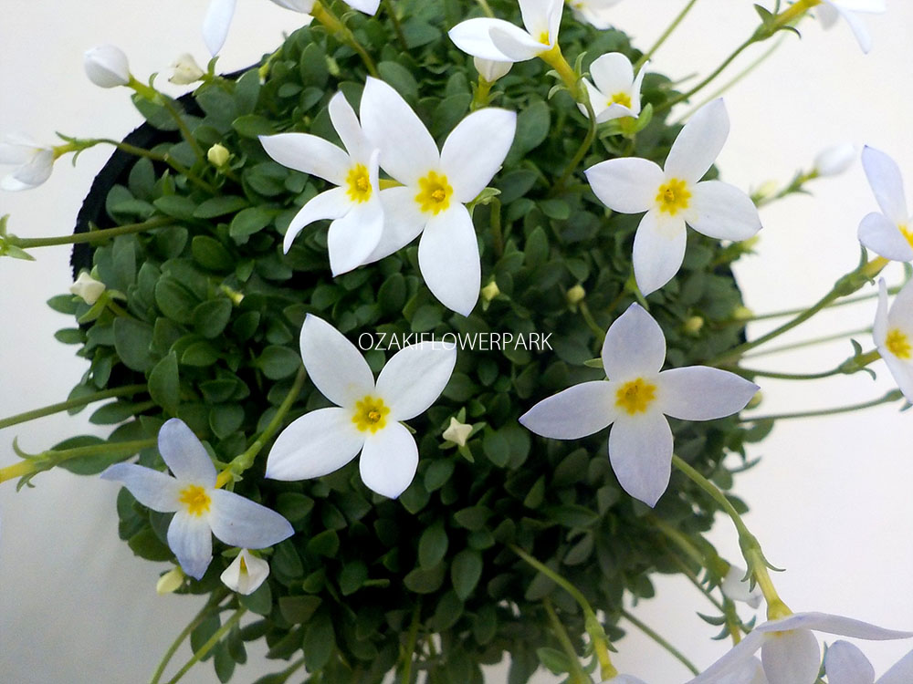 ヒナソウ 雛草 オザキフラワーパーク