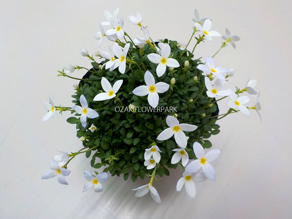 ヒナソウ 雛草 オザキフラワーパーク