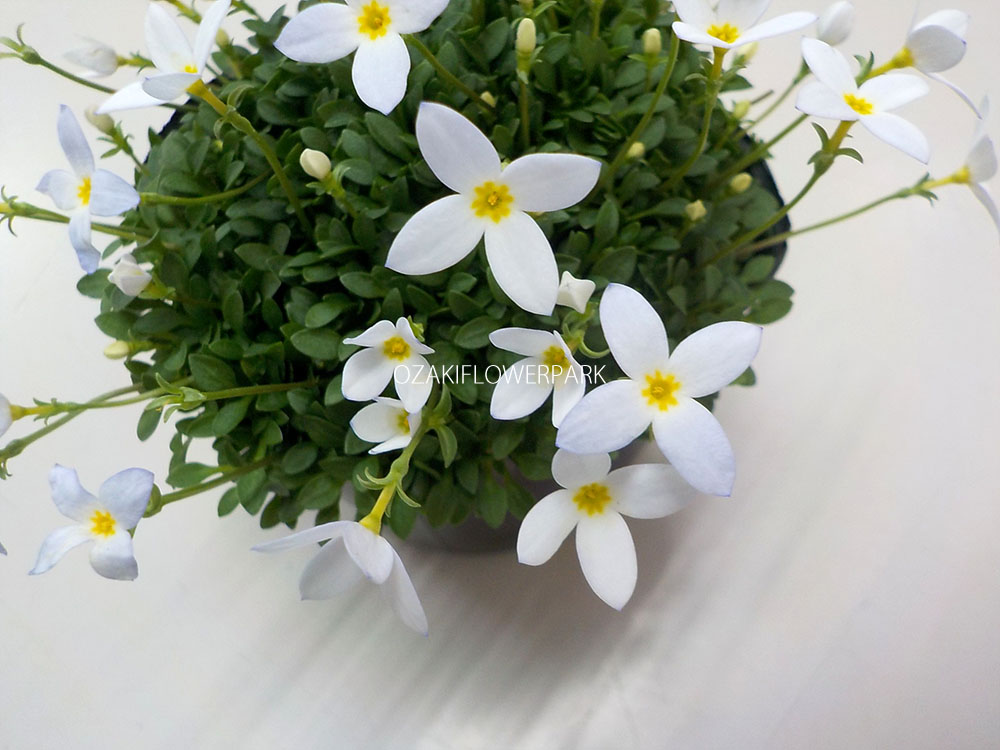 ヒナソウ 雛草 オザキフラワーパーク