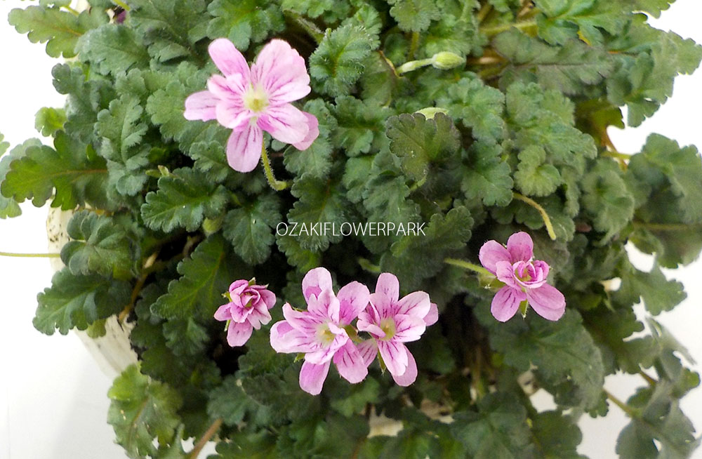 ヒメフウロソウ 姫風露草 オザキフラワーパーク