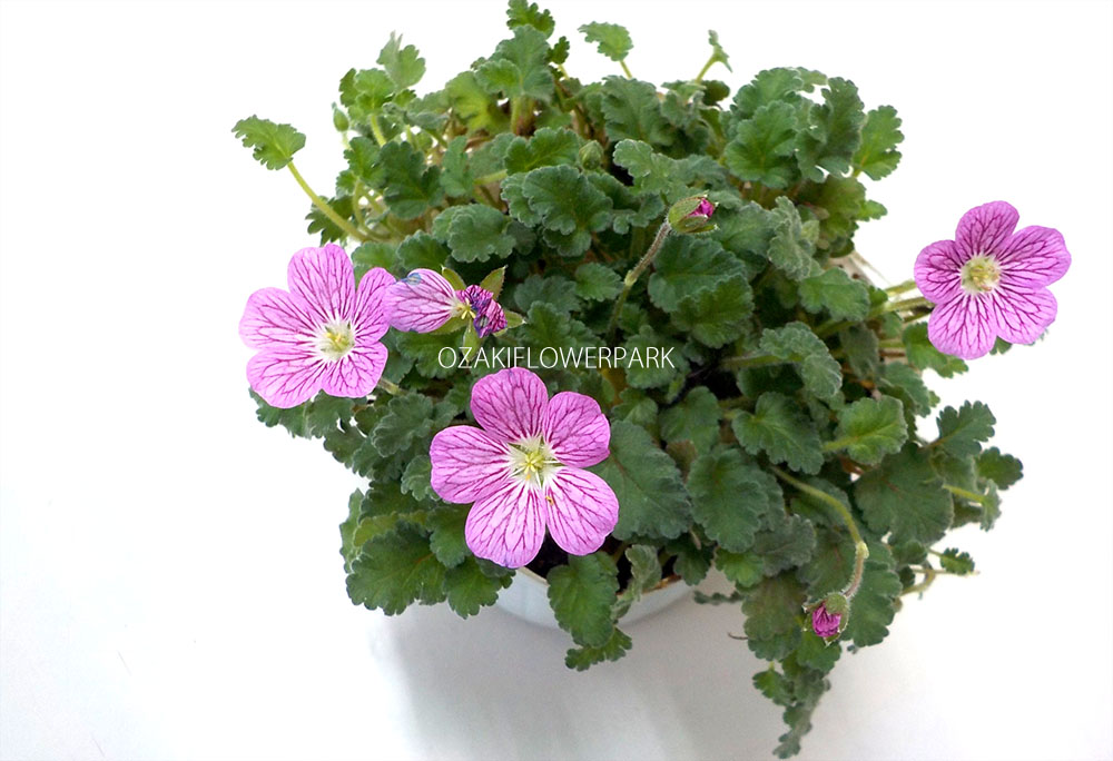 ヒメフウロソウ 姫風露草 オザキフラワーパーク