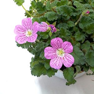 ヒメフウロソウ 姫風露草 オザキフラワーパーク