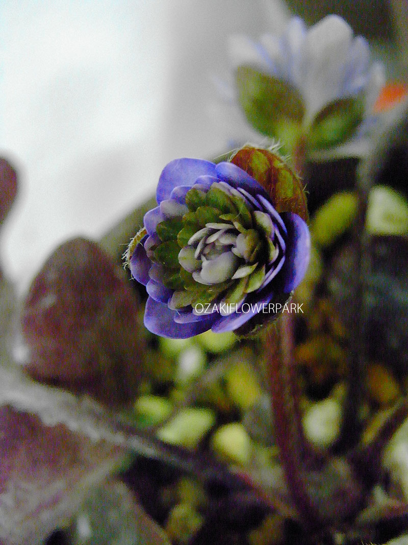 ユキワリソウ 雪割草 オザキフラワーパーク