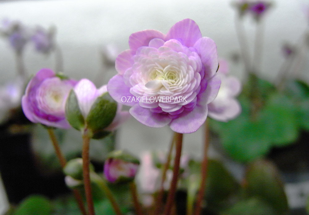 雪割草、獅子葉、標準花 雪割草全国大会 その７｜園芸日記byレプト｜みんなの趣味の園芸｜1049357