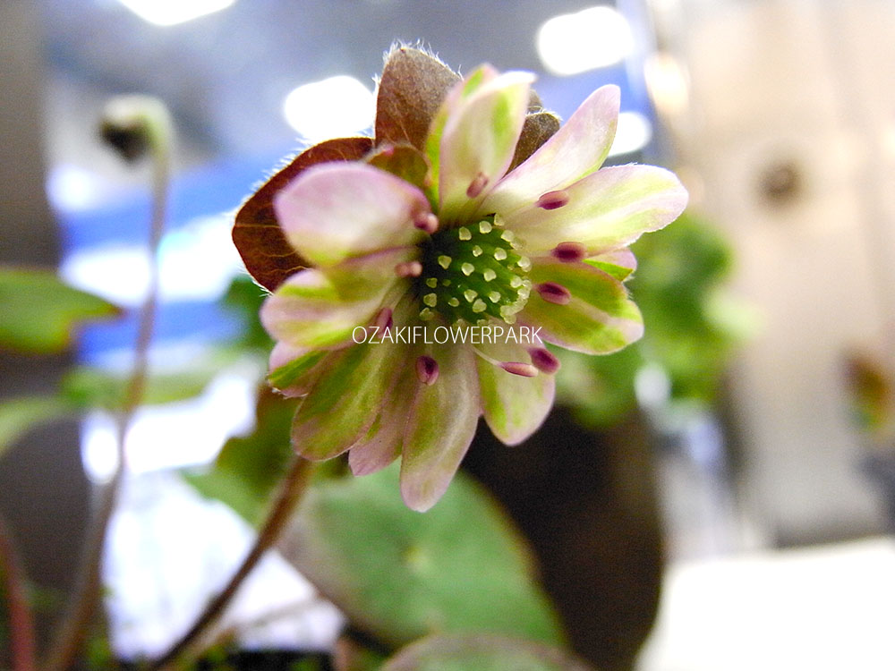 ユキワリソウ 雪割草 オザキフラワーパーク