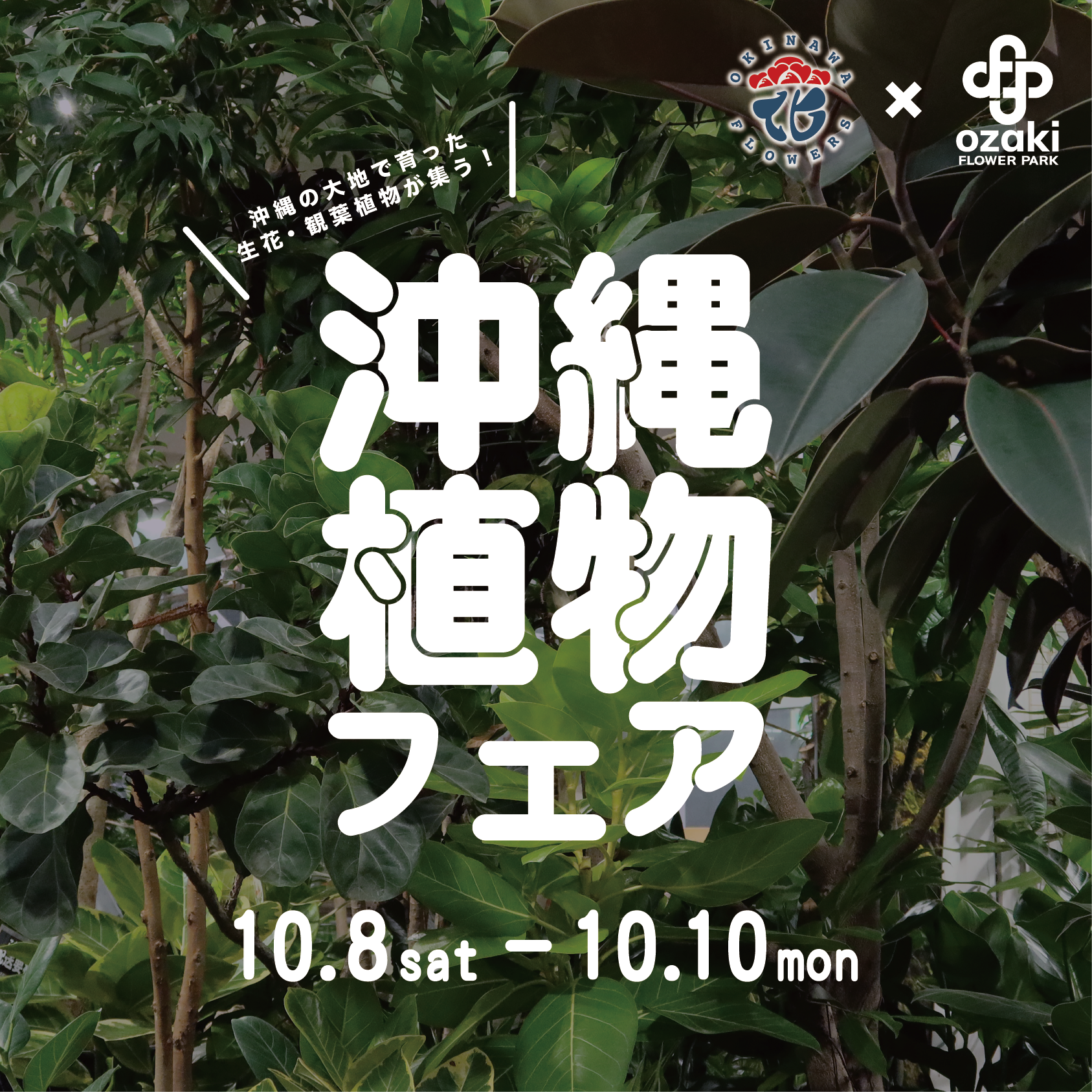 10 8 10 沖縄植物フェア オザキフラワーパーク