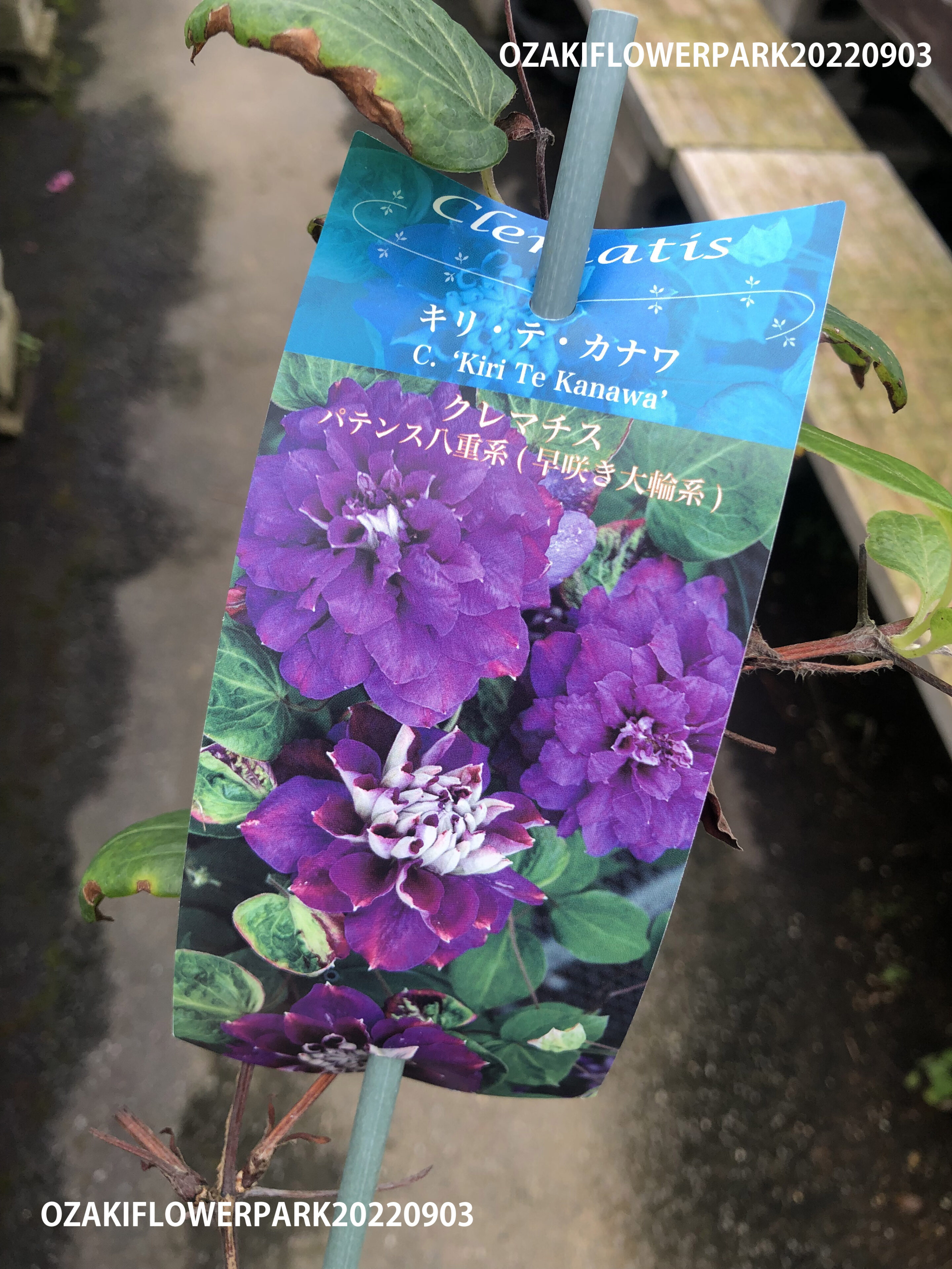 1f クレマチス秋苗入荷しました オザキフラワーパーク