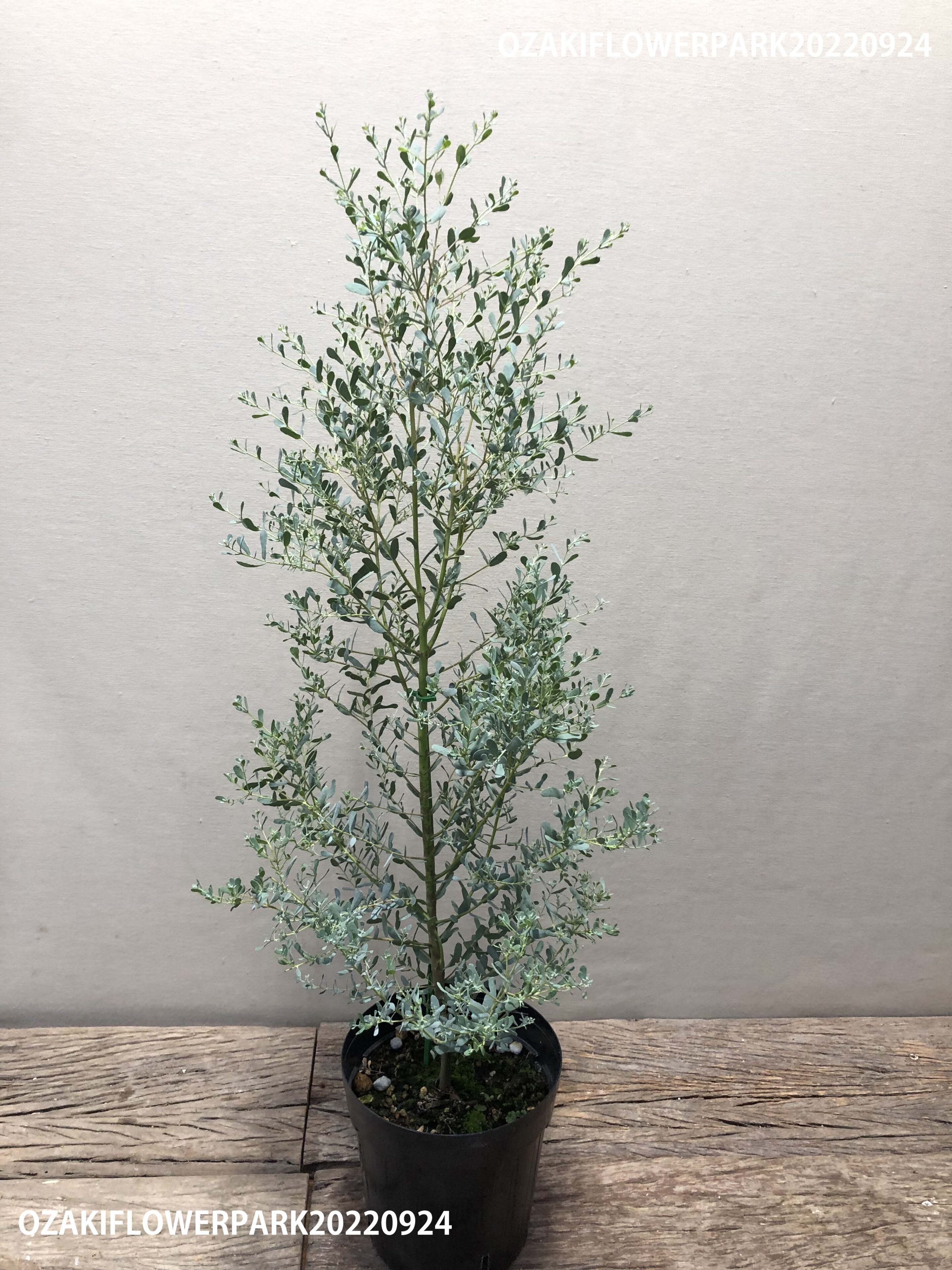 1f ユーカリ新品種 France Blue Rengun 入荷しました オザキフラワーパーク